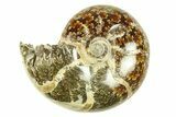 Polished, Sutured Ammonite (Argonauticeras) Fossil - Madagascar #287596-1